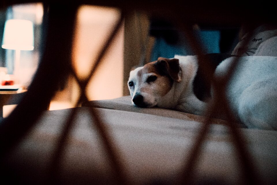 dog