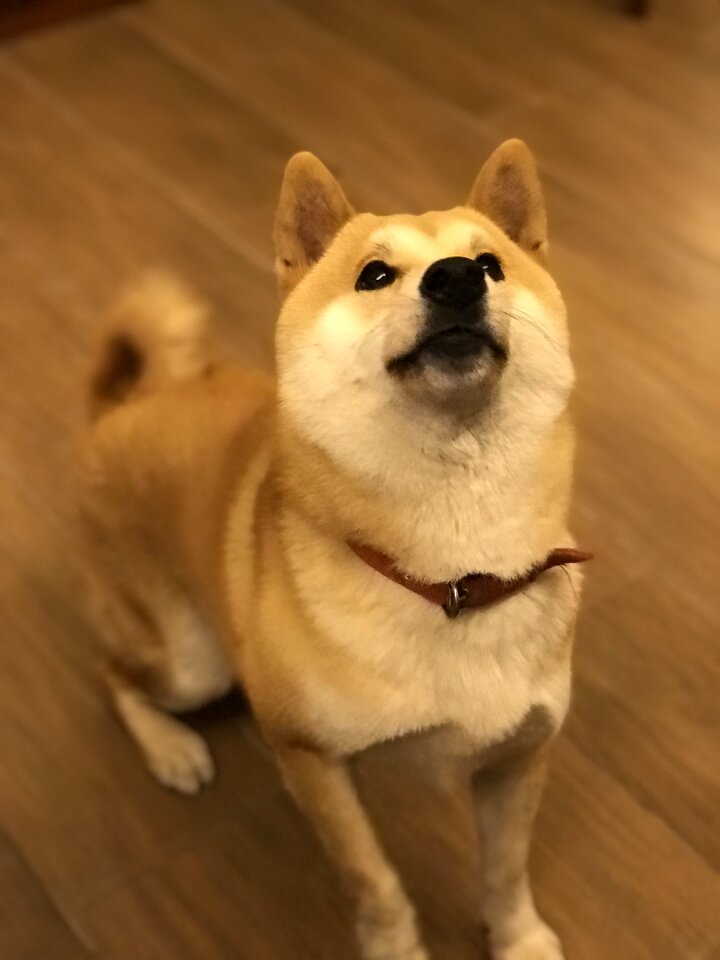 dog