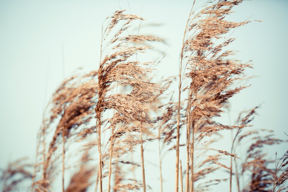close up of pink reeds grass