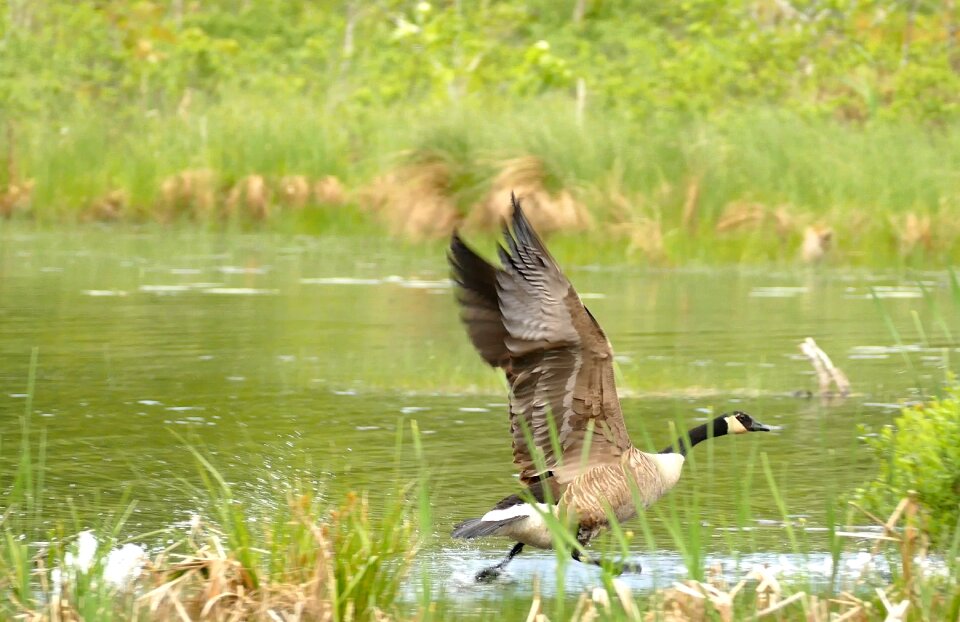 Goose Walking on Water