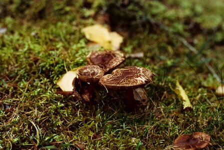 Mushrooms in the forest wilderness