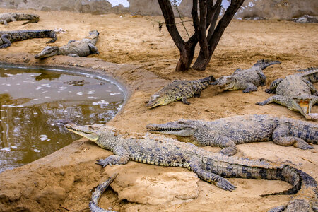 Crocodile Zoo photo