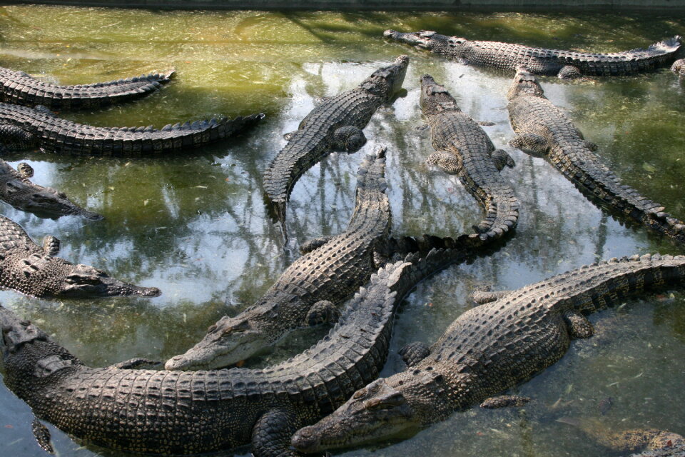 Davao Crocodile Park Mindanao, Philippines