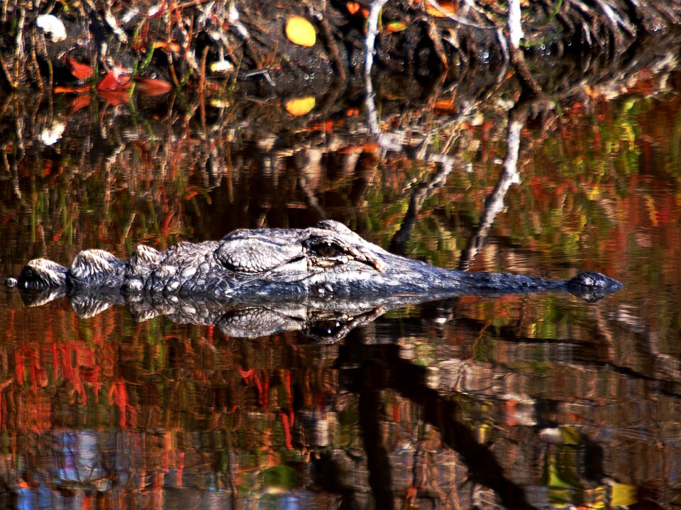 American Crocodile
