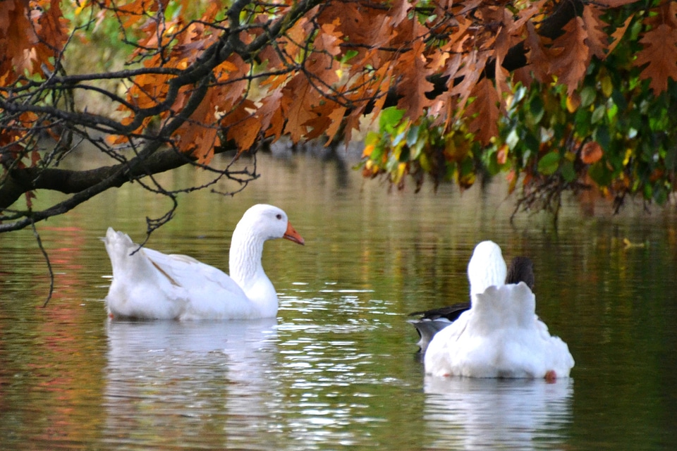 Pond swim animal