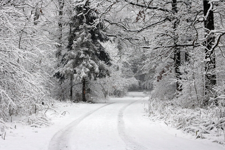 Forest road Slavne