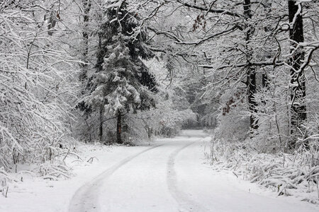 Forest road Slavne