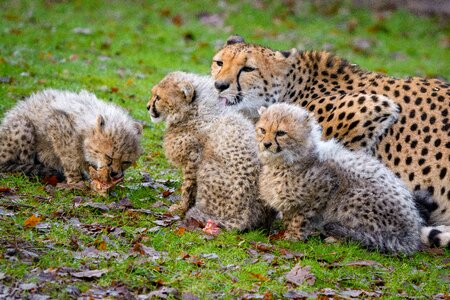Cheetah family