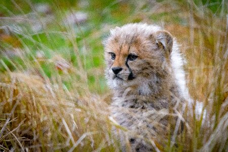 Close up of a young cheetah cub photo