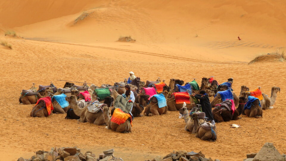 Camel caravan on sand dunes in the desert at sunrise photo