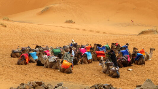 Camel caravan on sand dunes in the desert at sunrise