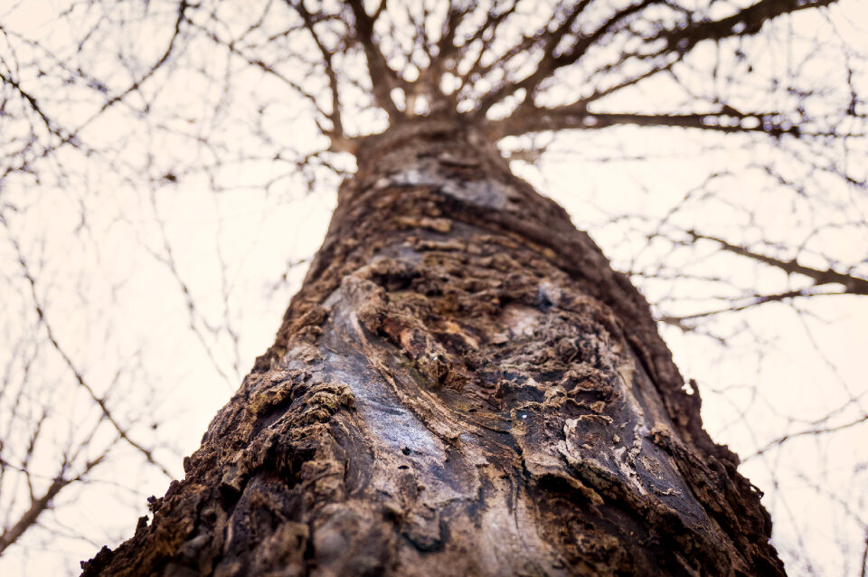 Looking up between silver poplars