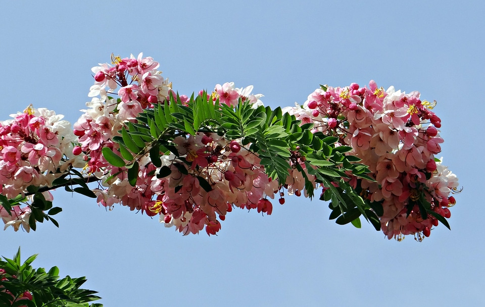 Apple blossom tree rainbow shower tree flower