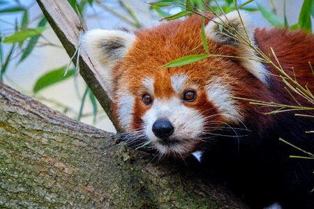 Red panda napping in a large tree