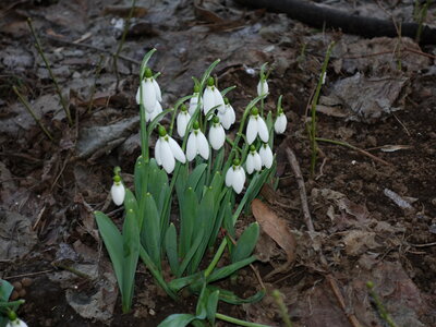 snowdrop flowers