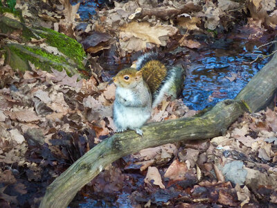 Silver squirrel sitting on a brunch