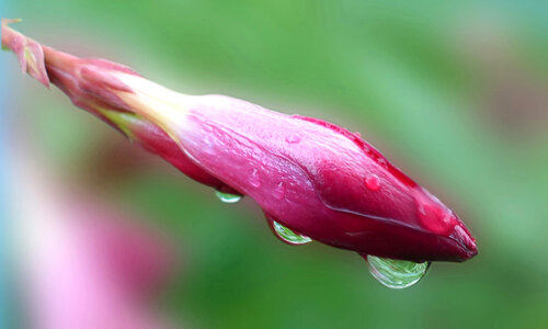 Rain drops on flower photo