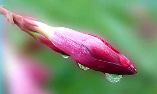Rain drops on flower