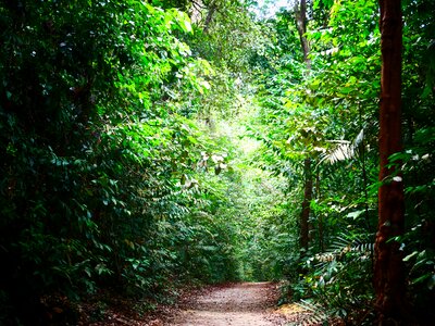 Walkway Lane Path With Green Trees in Forest photo