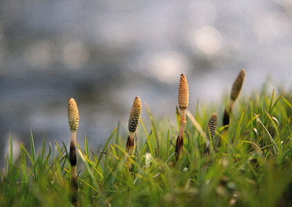 Natural background with sprouting plants