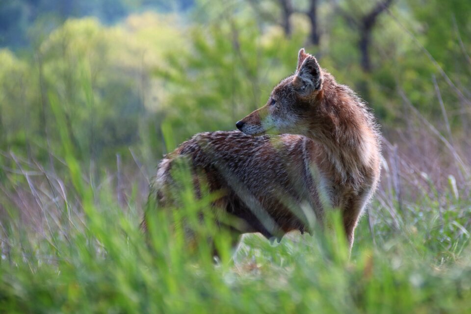 A lone coyote in a forest