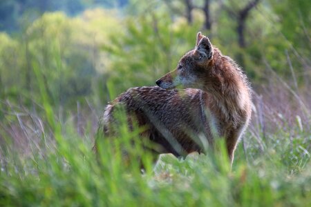 A lone coyote in a forest