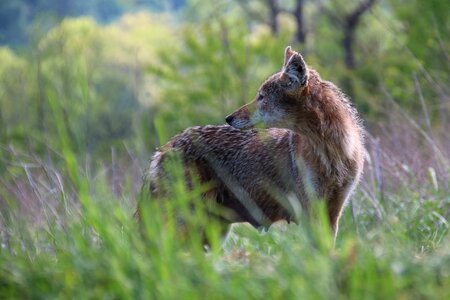 A lone coyote in a forest photo