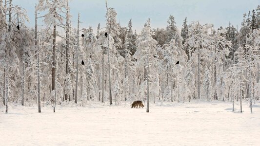 Red Fox on snow photo