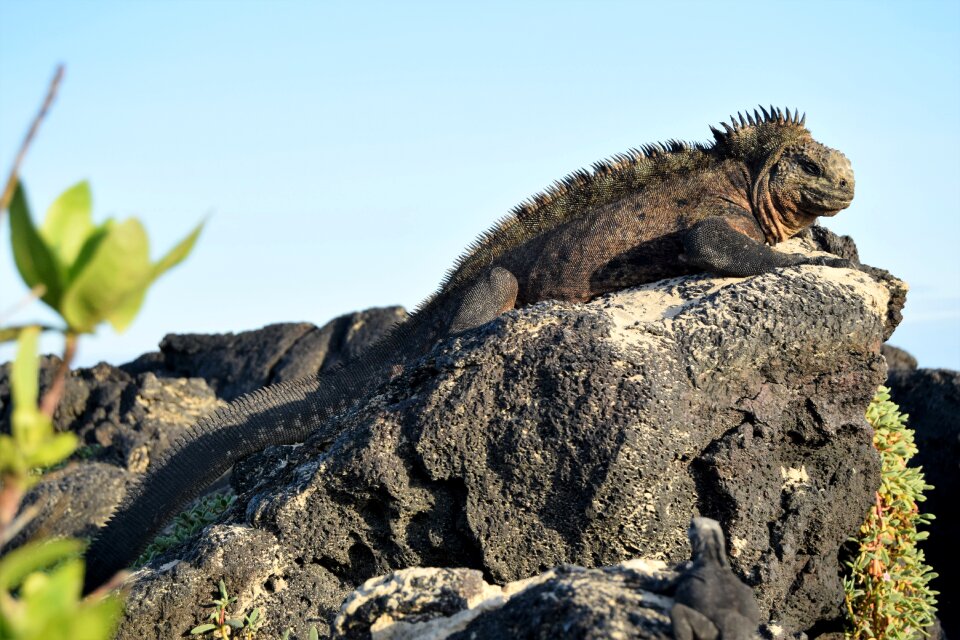 Iguana marine on Tortuga Bay in Puerto Ayora, Santa Cruz Island