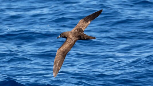 Flesh-footed Shearwater Ardenna carneipes in flight at sea photo