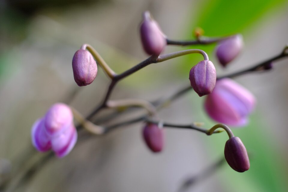 Small Purple Flowers
