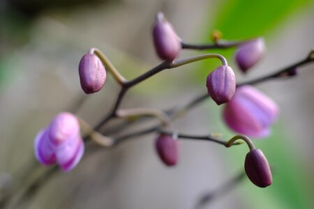 Small Purple Flowers