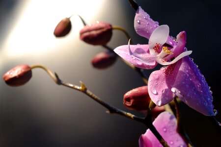Small Purple Flowers