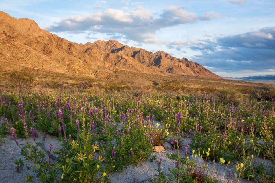 Sheephole Valley Wilderness photo