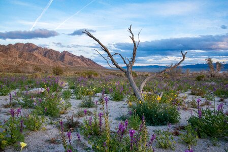 Sheephole Valley Wilderness
