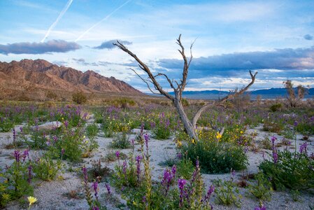 Sheephole Valley Wilderness photo