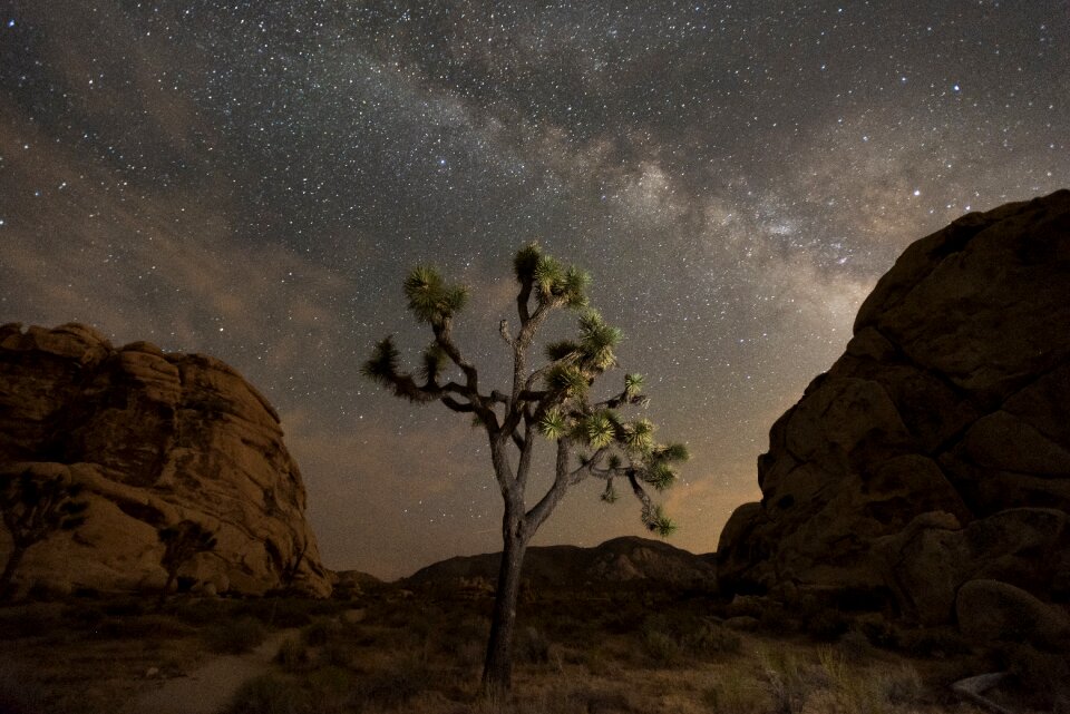 Night sky of Joshua Tree National Park