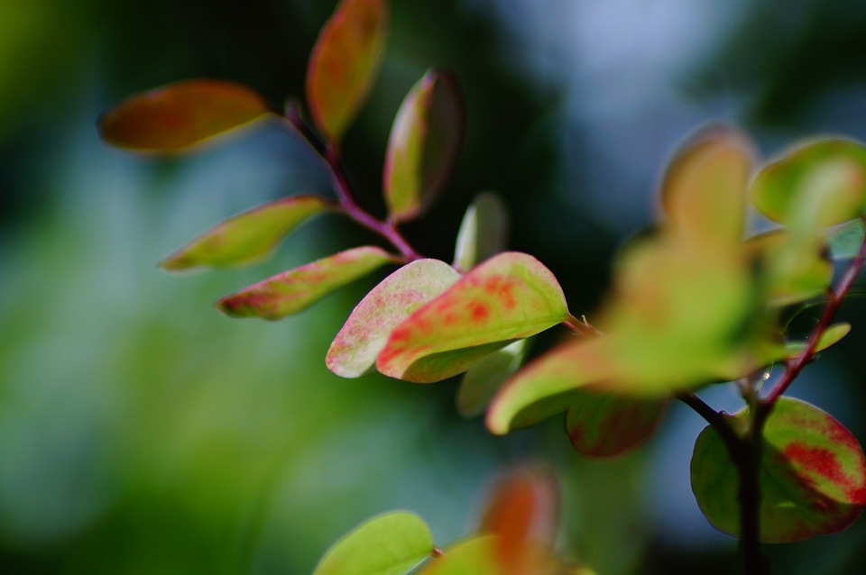 Growing leaf green