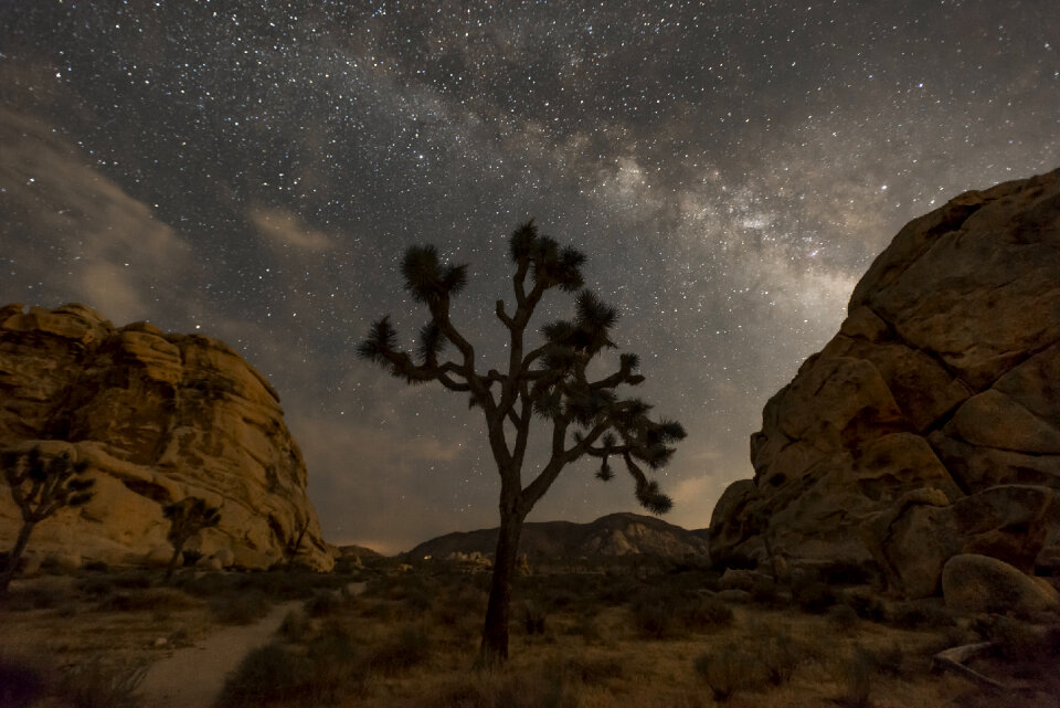 Night sky of Joshua Tree National Park
