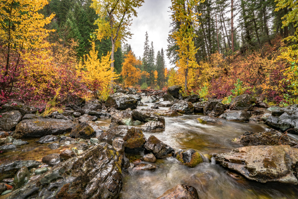 Flathead National Forest in Montana