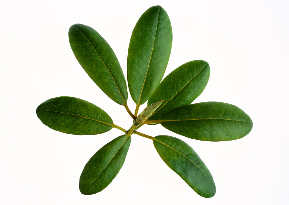 ficus branch, rubber plant, with drops of water close-up. isolate