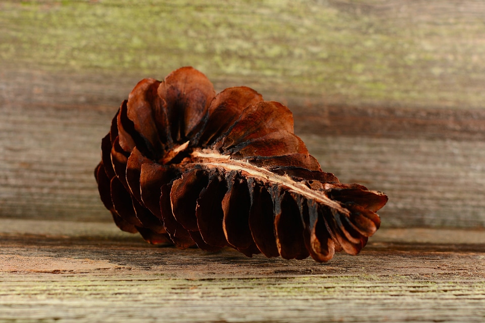 Conifer wood close up