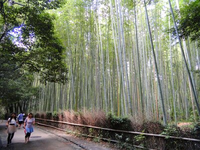 Sagano bamboo forest, Kyoto, Japan photo