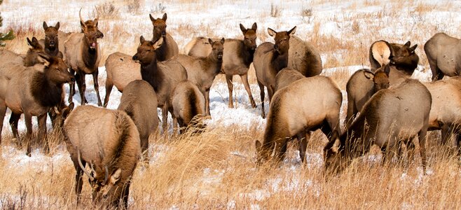 Elk in Rocky Mountain National Park photo
