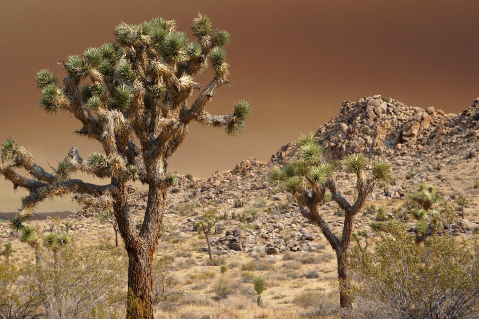 Joshua Tree National Park, California