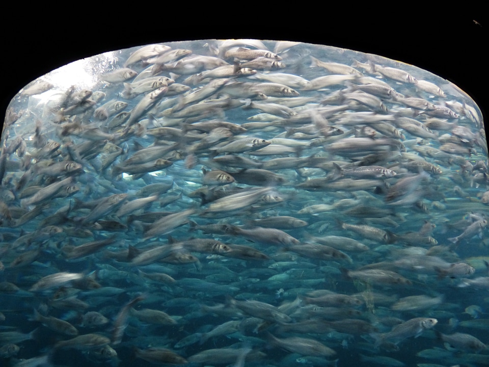Swarm movement aquarium