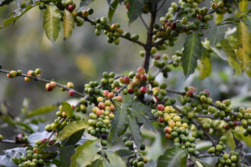 Sustainable coffee practices Mexico