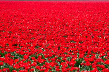 Tulip field in Netherlands