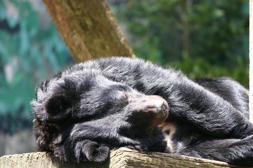 Zoo sleep sleeping