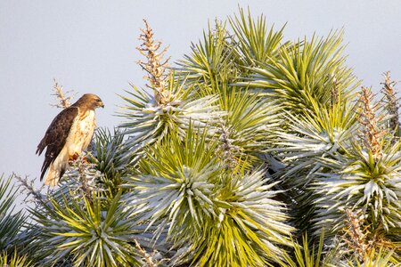 Red-tailed hawk and Joshua tree photo